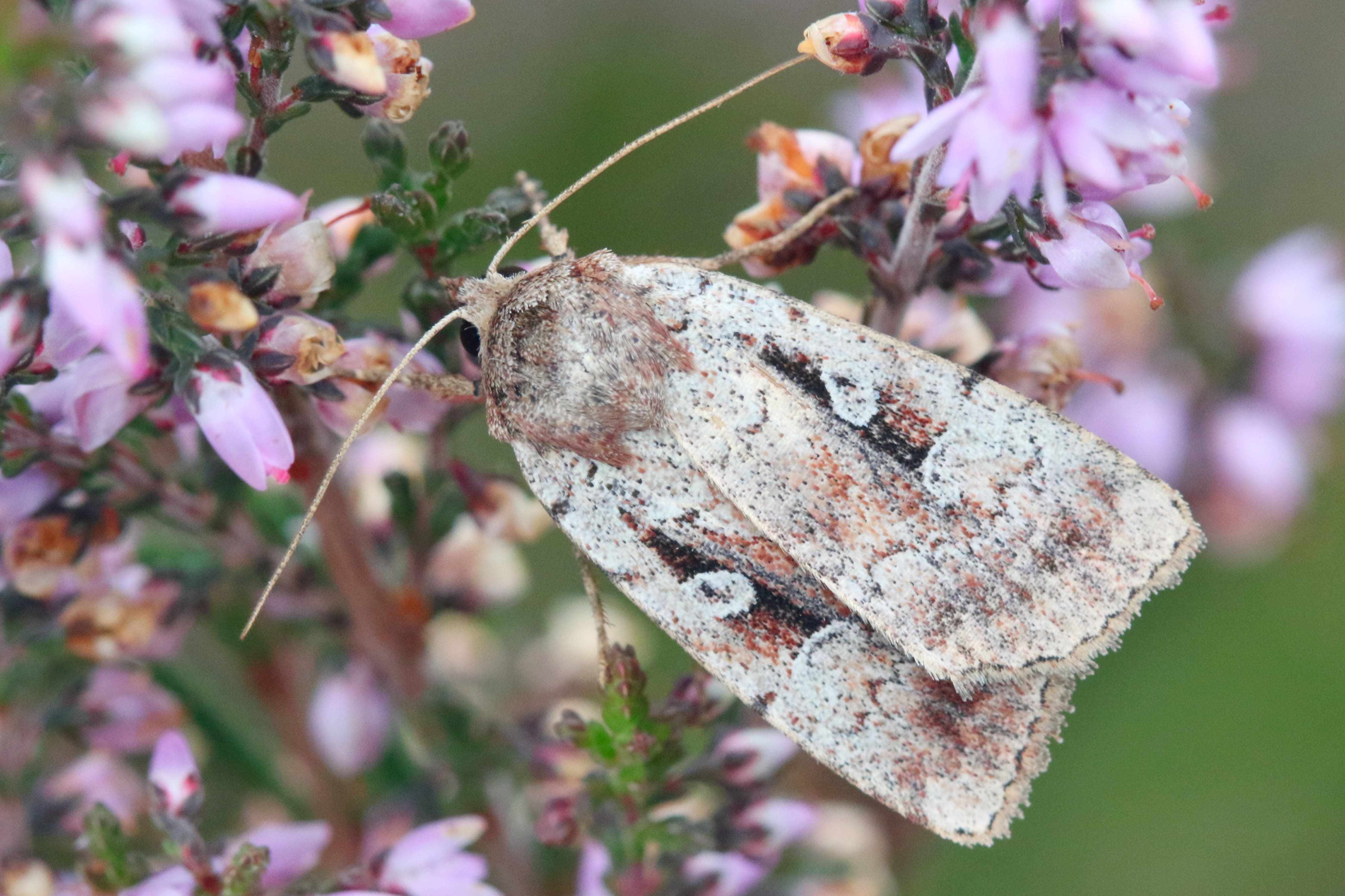 Rik Wever, vrouwtje, Nederland, 28 augustus 2025